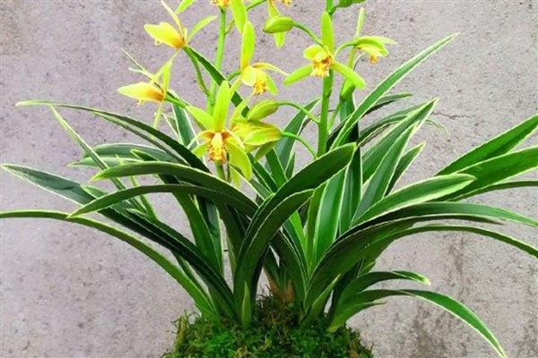 啤酒擦拭花叶子的方法，将水和啤酒1:1进行稀释