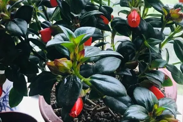 袋鼠花有毒吗，袋鼠花没有毒