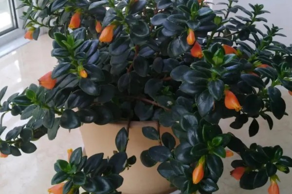 袋鼠花有毒吗，袋鼠花没有毒