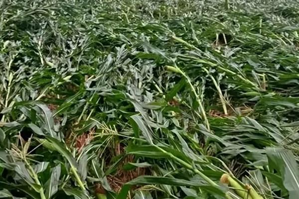 玉米倒伏的不同类型，分为茎倒、茎折和根倒