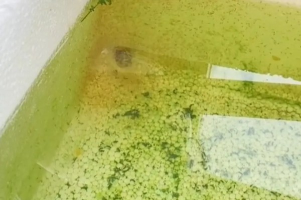 水蚤冬天会冻死吗，要看具体的温度
