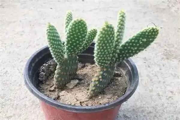 家里养仙人掌的风水禁忌，忌客厅、卧室摆放等