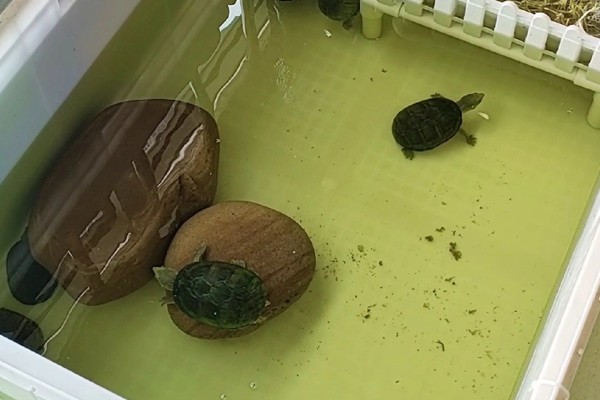 乌龟叫唤的原因，很有可能是生病
