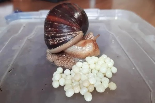 蜗牛的繁殖期，一年四季都可以繁殖