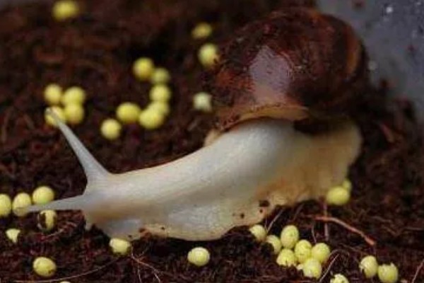 蜗牛的繁殖期，一年四季都可以繁殖