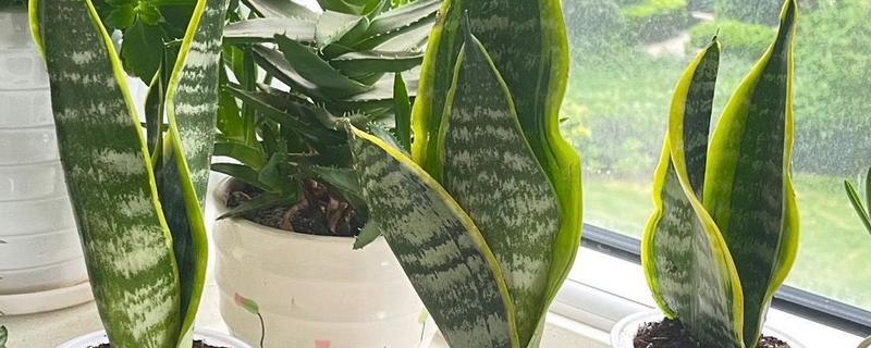 居家适合养什么绿植,推荐虎尾兰、君子兰等