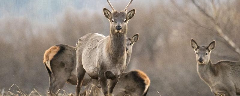 马鹿是哪种动物,是生活在北方森林草原的动物