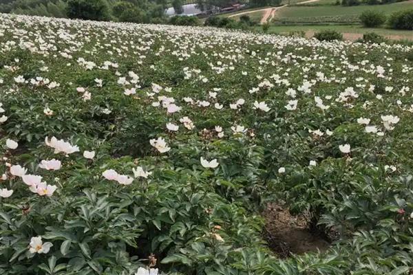 赤芍需要施什么肥，秋季采收后追施有机肥