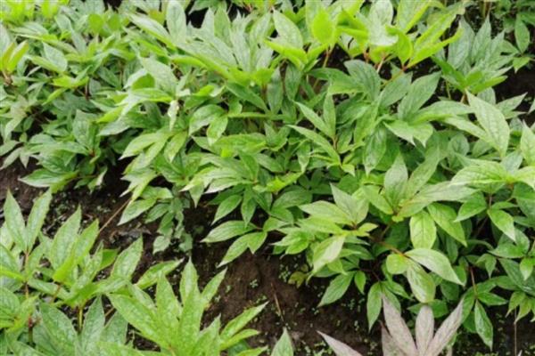 赤芍需要施什么肥，秋季采收后追施有机肥