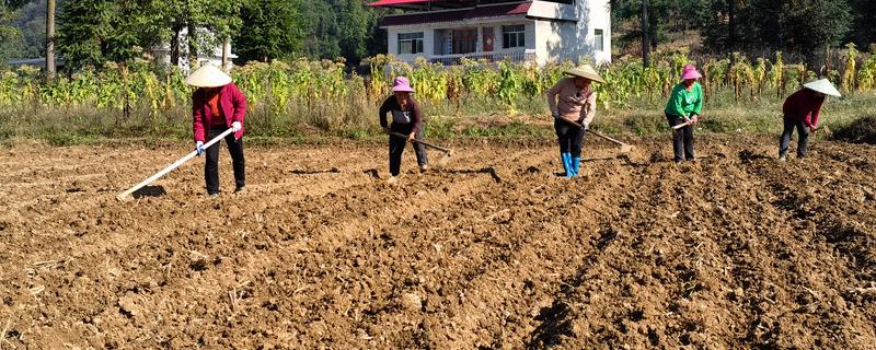 立秋适合种植什么农作物，可以种白菜、生菜、油菜等