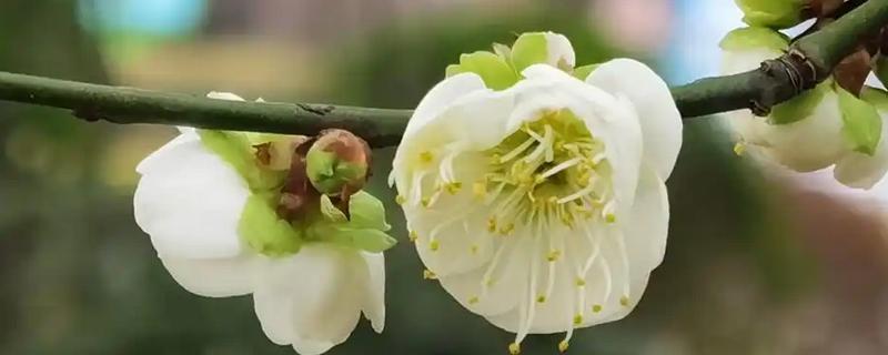 绿萼梅与腊梅花的区别是什么，科属和枝叶均不同