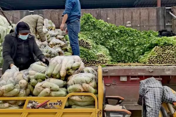 土豆走高速是不是绿通，属于绿通产品