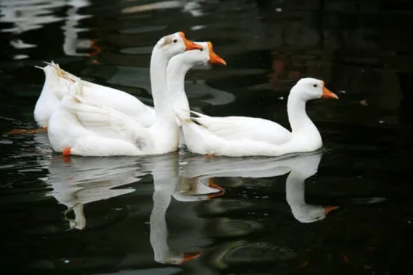 鹅的外观,颈部较长、嘴大且扁、趾间有蹼