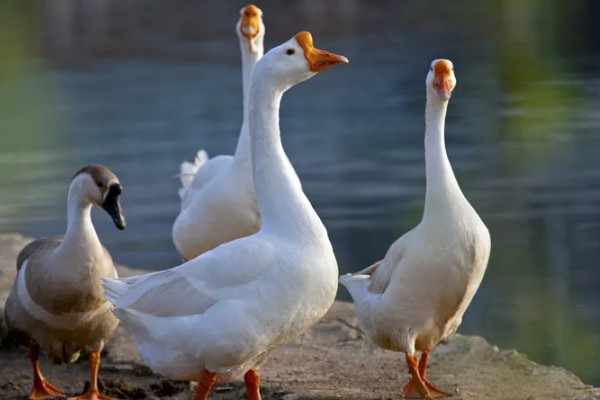 鹅的外观,颈部较长、嘴大且扁、趾间有蹼