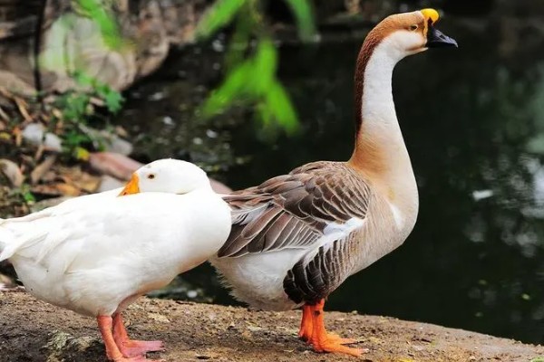 鹅的外观,颈部较长、嘴大且扁、趾间有蹼