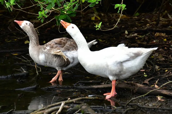 鹅的外观,颈部较长、嘴大且扁、趾间有蹼