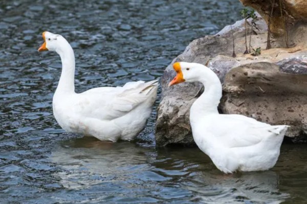 鹅的外观,颈部较长、嘴大且扁、趾间有蹼