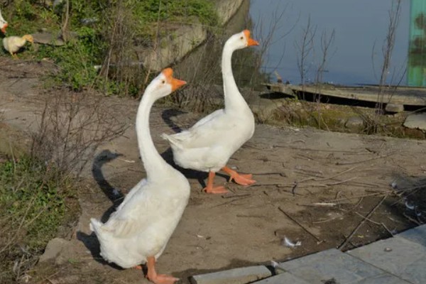 鹅的外观,颈部较长、嘴大且扁、趾间有蹼