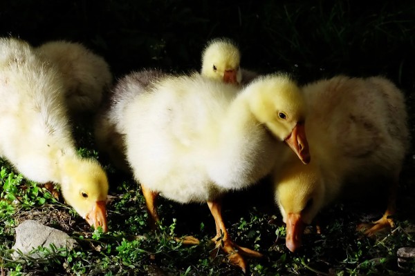 鹅的外观,颈部较长、嘴大且扁、趾间有蹼