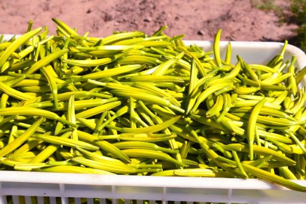 土豆走高速是不是绿通，属于绿通产品