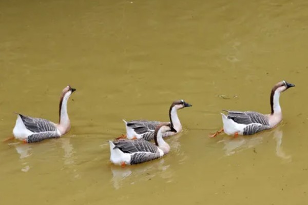 鹅的外观,颈部较长、嘴大且扁、趾间有蹼