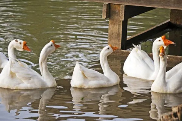 鹅的外观,颈部较长、嘴大且扁、趾间有蹼