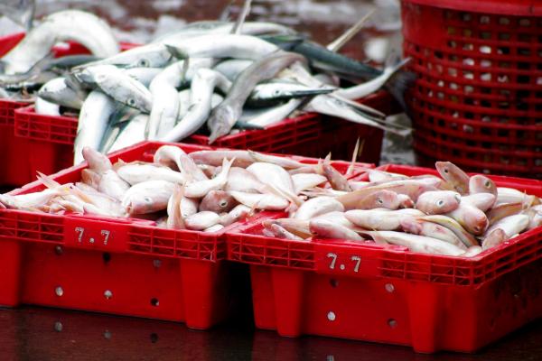 土豆走高速是不是绿通，属于绿通产品