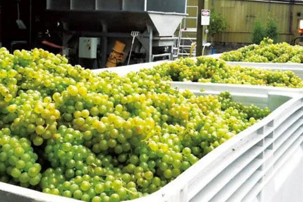 土豆走高速是不是绿通，属于绿通产品