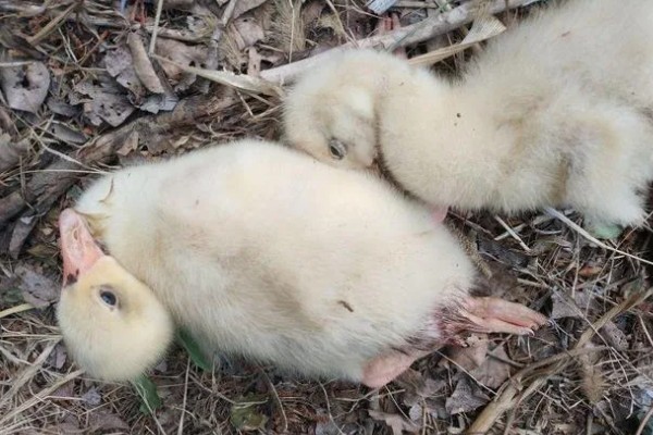 小鹅瘟有什么症状，急性发病具有粪便呈黄白色、死前抽搐等表现
