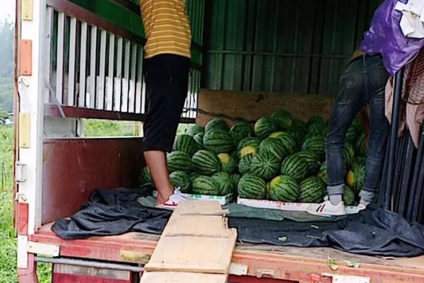 土豆走高速是不是绿通，属于绿通产品