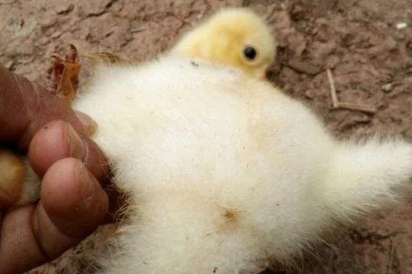 小鹅瘟有什么症状，急性发病具有粪便呈黄白色、死前抽搐等表现
