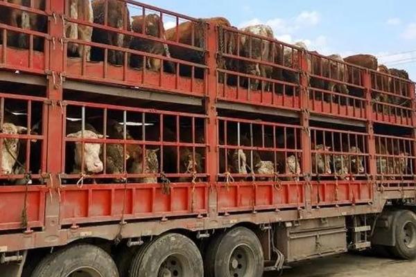 土豆走高速是不是绿通，属于绿通产品