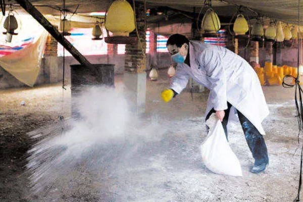 小鹅瘟有什么症状，急性发病具有粪便呈黄白色、死前抽搐等表现