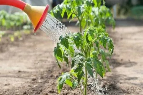 西红柿出现冻害的症状,植株会因冷害叶片失绿