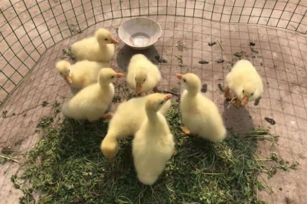小鹅瘟有什么症状，急性发病具有粪便呈黄白色、死前抽搐等表现