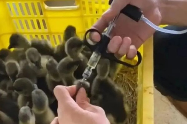 小鹅瘟有什么症状，急性发病具有粪便呈黄白色、死前抽搐等表现
