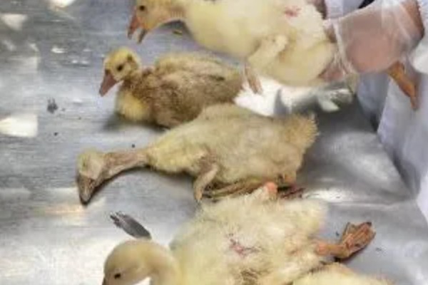 小鹅瘟有什么症状，急性发病具有粪便呈黄白色、死前抽搐等表现