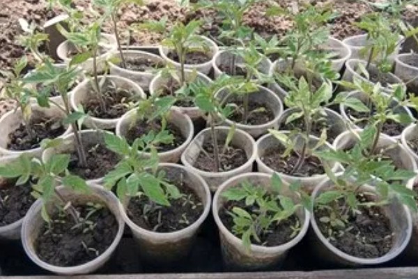 西红柿出现冻害的症状,植株会因冷害叶片失绿