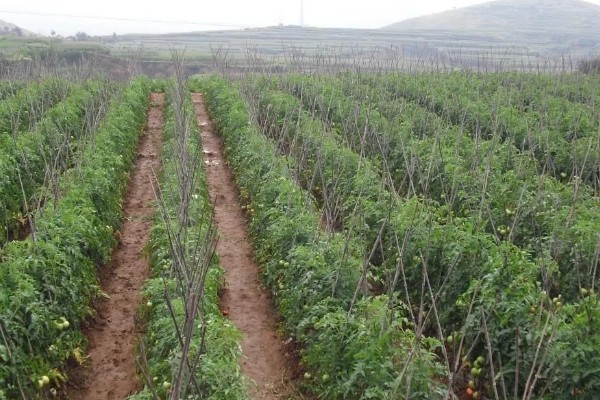 西红柿出现冻害的症状,植株会因冷害叶片失绿