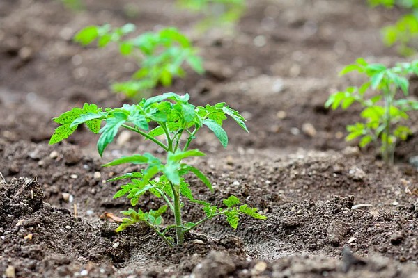 西红柿出现冻害的症状,植株会因冷害叶片失绿