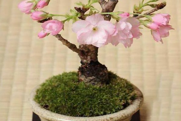 樱花盆栽的养殖方法，建议每年春季对其进行换土