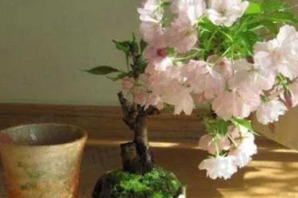 樱花盆栽的养殖方法，建议每年春季对其进行换土