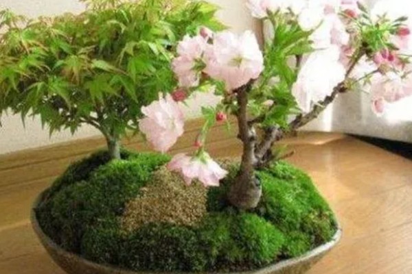 樱花盆栽的养殖方法，建议每年春季对其进行换土