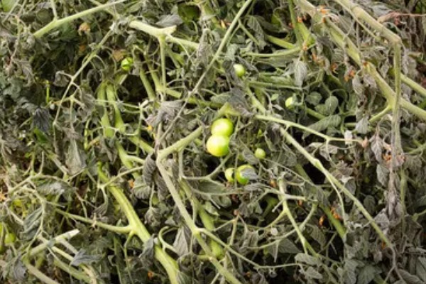 西红柿出现冻害的症状,植株会因冷害叶片失绿