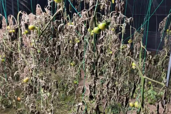 西红柿出现冻害的症状,植株会因冷害叶片失绿