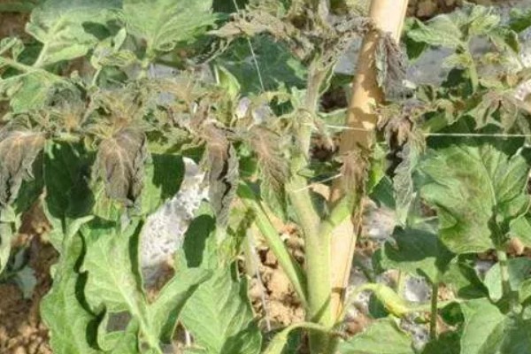 西红柿出现冻害的症状,植株会因冷害叶片失绿