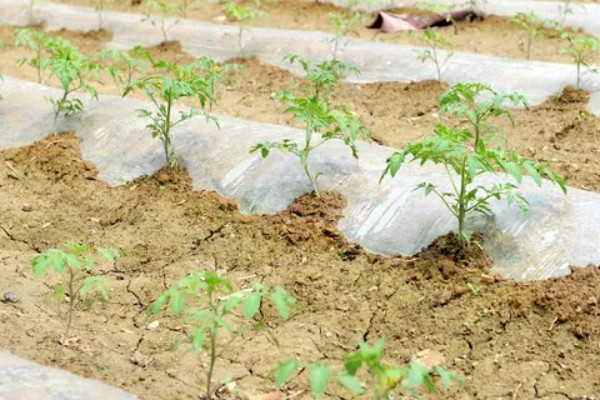 西红柿出现冻害的症状,植株会因冷害叶片失绿