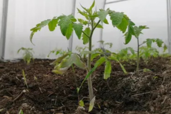 西红柿出现冻害的症状,植株会因冷害叶片失绿