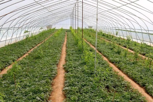 西红柿出现冻害的症状,植株会因冷害叶片失绿