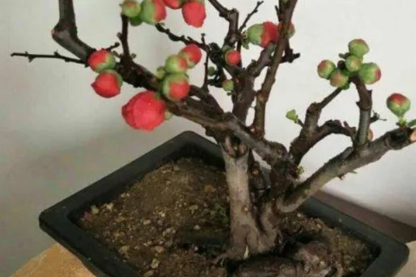 樱花盆栽的养殖方法，建议每年春季对其进行换土